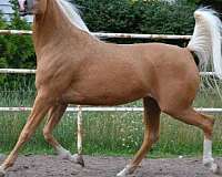 palomino-broodmare-half-arabian-horse