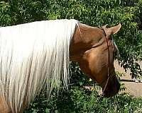 palomino-broodmare-horse