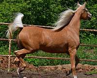 palomino-broodmare-mare