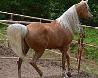 arabian-mare-arabian-palomino-horse