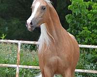 palomino-broodmare-arabian-horse