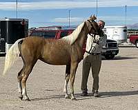 palomino-arabian-filly