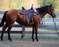 all-around-quarter-horse