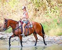 athletic-quarter-horse