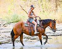 barrel-racing-quarter-horse
