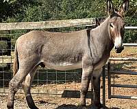 donkey-stallion