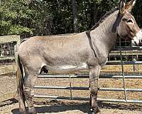 donkey-for-sale