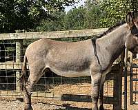 donkey