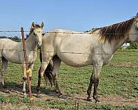 tennessee-walking-filly