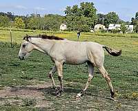 tennessee-walking-horse-for-sale