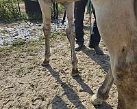 tennessee-walking-horse