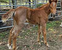 star-horse