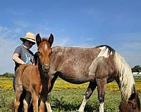 red-roan-star-horse