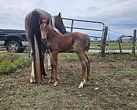 red-roan-tennessee-walking-filly