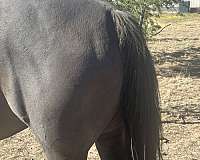 quarter-horse