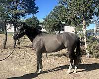 quarter-horse-gelding