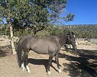 quarter-horse-for-sale