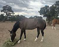 gelding