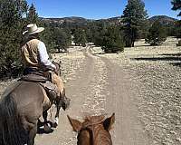 grulla-ranch-horse