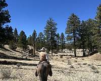 grulla-roping-horse