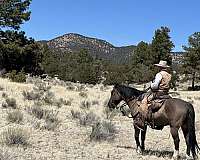 grulla-working-cattle-horse