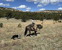 grulla-working-horse