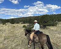 roping-gelding