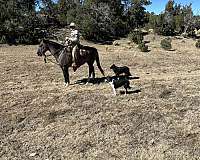 ranch-gelding