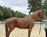 sorrel-draft-gelding