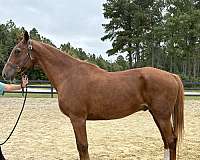 sorrel-gelding-for-sale