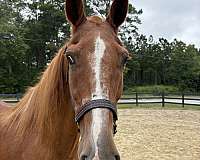 16-hand-draft-gelding