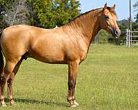 isabelo-andalusian-stallion