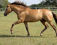 isabelo-ancce-stallion