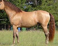 isabelo-ancce-horse