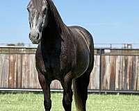 driving-draft-horse