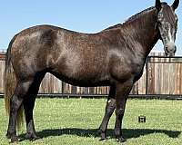 english-pleasure-draft-horse