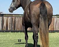 beginner-draft-horse