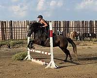 jumping-draft-horse