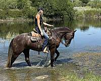 jumper-draft-horse