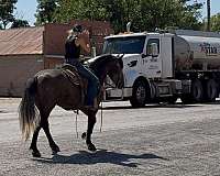 ranch-draft-horse