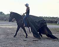 ranch-work-draft-horse