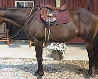 english-pleasure-thoroughbred-horse