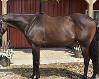 beginner-thoroughbred-horse