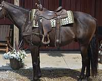 husband-safe-thoroughbred-horse