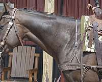 kid-safe-thoroughbred-horse