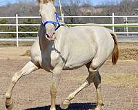 perlino-ialha-pre-filly-yearling