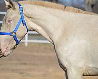 ialha-pre-filly-yearling
