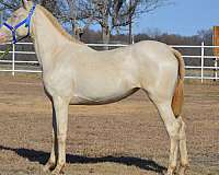perlino-filly-yearling