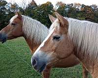 driving-working-haflinger-horse