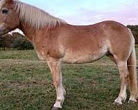 chestnut-driving-working-horse